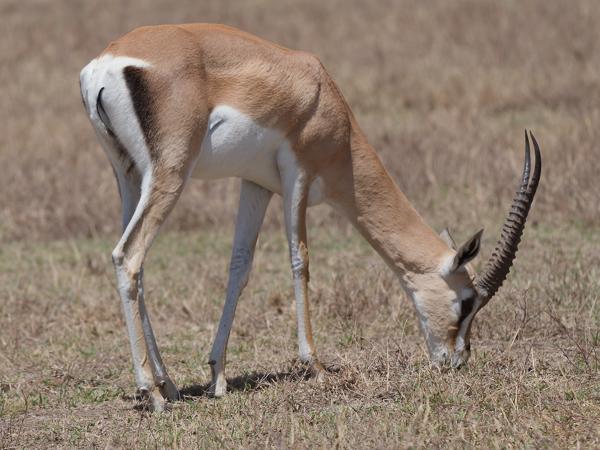 <h3><a href="/trips/tanzania/biota/animalia/chordata/mammalia/artiodactyla/bovidae/nanger granti/nanger granti-nl.html">Nanger&nbsp;granti</a> / Grant's&nbsp;gazelle / Grantgazelle</h3>OM-1 Mark II met OLYMPUS M.150-400mm F4.5, 1/2000 sec  bij F4.5, ISO 200, afstand 15.7&nbsp;m